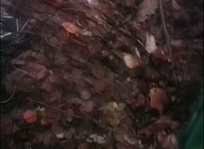 Oh, shit. - The Blair Witch Project