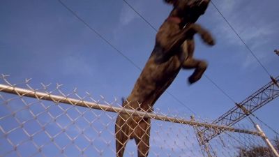 Oh shit - The Sandlot 2