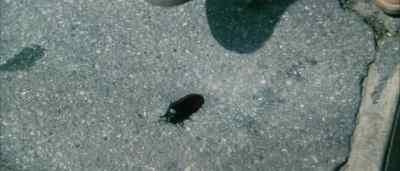 Oh, shoot! I hate bugs.
Look at the size. I'll be damned. - Damnation Alley