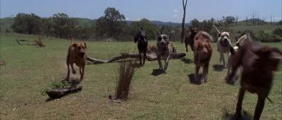 Oh sugar Oh - The Crocodile Hunter: Collision Course