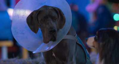 Oh, that's because
all the sound - Strays