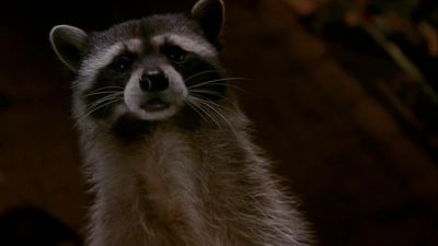 Oh the beaver don't travel for nobody - Dr  Dolittle 2