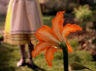 Oh Tiger lily - Alice in Wonderland