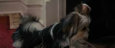 Oh Trent I'm so glad to see you Where's Rocky - A Dog's Journey