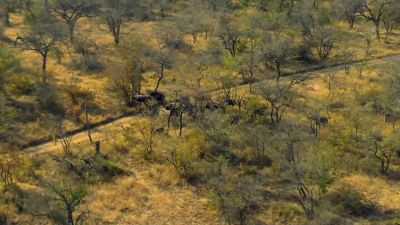 Oh Two o'clock buffalo - Holiday in the Wild