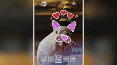♪ Oh, work it Looking,
looking good ♪ - Cats & Dogs 3: Paws Unite
