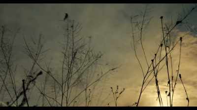 Oh, yeah, daylight. - Sugarcane