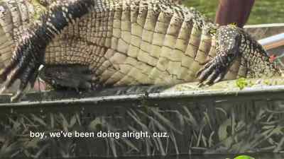          Oh, yeah, man.
         Hell, yeah. - Swamp People
