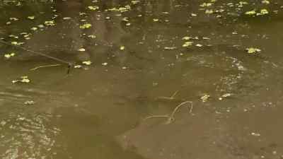 Oh, yeah. - Swamp People