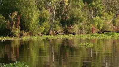 Oh, yeah. - Swamp People