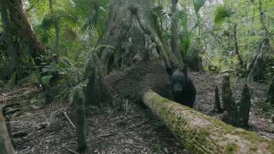 Oh, yeah, there's a bear.
Bear cub. Kickass backlight. - Path of the Panther