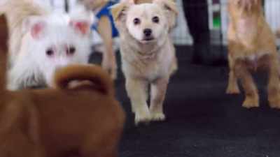 Oh, yeah. They're so precious.
They're adorable. - 2022 American Rescue Dog Show