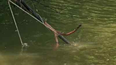  Oh, yeah. Told you that cayenne
       would get him, pa. - Swamp People