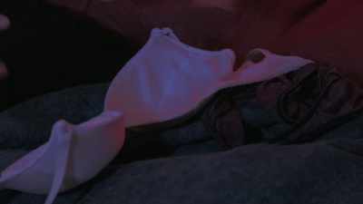 - Oh, yes, my lovelies. - Sharkula