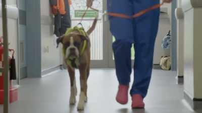 Oh, you're going to be
a big boy, yes, you are. - 24/7 Pet Hospital
