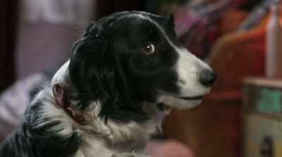 - Oh, and Zoe's phone, hide it.
- What? - Cats & Dogs 3: Paws Unite
