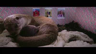 Ohhh, look. - Billy & Molly: An Otter Love Story