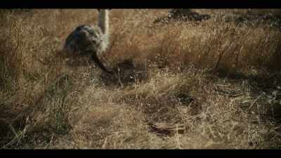 Oi!
(energetic rock music) - The Emu War