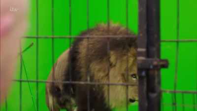 OK. Come here, then. Artist! - Britain's Tiger Kings - On the Trail with Ross Kemp
