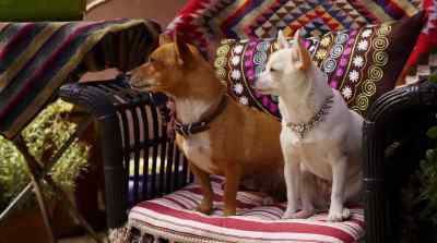 OK, kids, ready to play?
Marco! - Beverly Hills Chihuahua 2