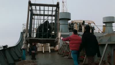 OK, one male gorilla. - Trading Places