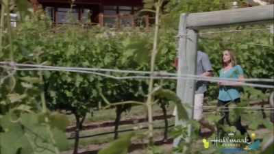 Ok, well between that,
the equipment rental, - Summer in the Vineyard