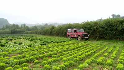 - OK, so we're going to jump out and look at some lettuces. 
- Great. - Back in Time for Dinner