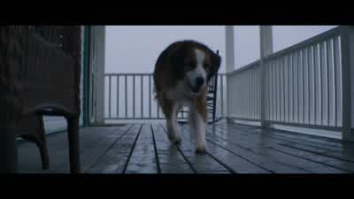 Okay, Bailey, let's do this. - A Dog's Purpose