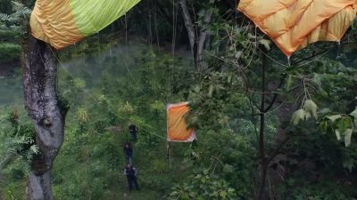 Okay, so based on the way
that canopy's tangled up, - Hawaii Five-0