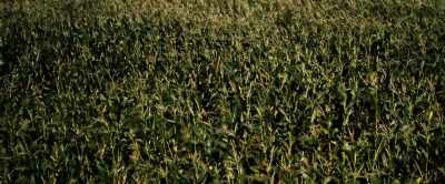 Okay, Dad. - Children of the Corn