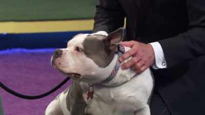 Okay. I know he's in the finals
for a reason, - 2022 American Rescue Dog Show