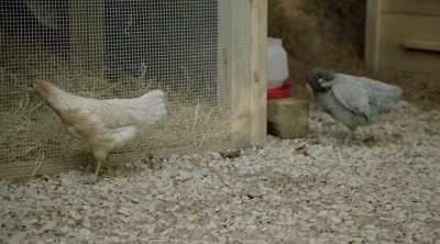 Okay, I'm going in the coop Okay - Homegrown