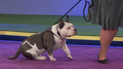 Okay, I'm looking for Capone.
Come on forward! - 2022 American Rescue Dog Show