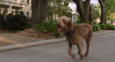 Okay, this is big.
This is a big, serious situation - Think Like a Dog