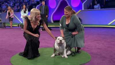 Okay, let's take a look
at his snoring. - 2022 American Rescue Dog Show