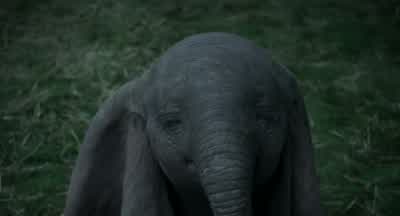 Okay, little fella. - Dumbo