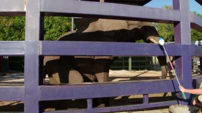 Okay, Mac, you ready?
Good boy, Mackie, stretch. - Magic of Disney's Animal Kingdom