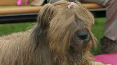 Okay? Not feeling normal.
What do normal dogs do? - Cats & Dogs 3: Paws Unite
