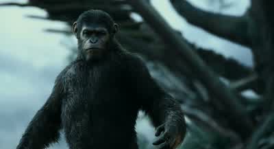Okay, okay, okay. - Dawn of the Planet of the Apes