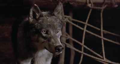 Okay. Okay. - White Fang