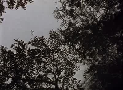 Okay. It's okay. It's okay. Where do you want to go to camp? I guess today south didn't work out, so - The Blair Witch Project