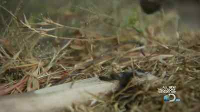 Okay. - Man vs. Wild