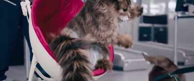 Okay. See, - Cat and Dog