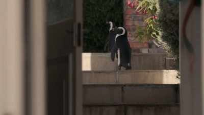 Okay, she's not inside. Fan out. - Penguin Town