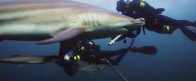 'Okay, team, how's it looking?' - Deep Blue Sea 3
