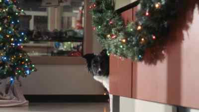 Okay. Wait, - Happy Howlidays