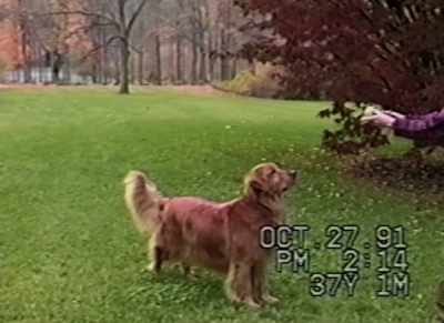 Okay, watch it now.
Track it, good dog. - Being Mary Tyler Moore