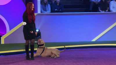 Okay, we're ready for Wilson.
Let's have Wilson up to -- - 2022 American Rescue Dog Show