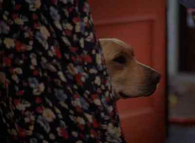Okay, you've got me convinced. - Far from Home: The Adventures of Yellow Dog