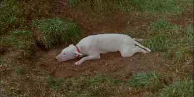 OLD BODGER STAYED PUT,
GLAD FOR THE CHANCE TO REST. - The Incredible Journey
